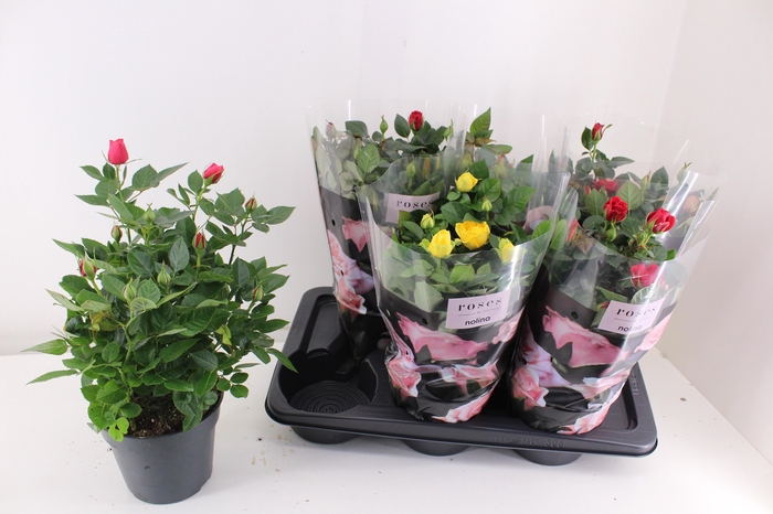 <h4>RO PALACE GEM 4 SRT</h4>