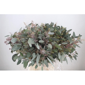 Euca Populus Berry 300gr P Bunch