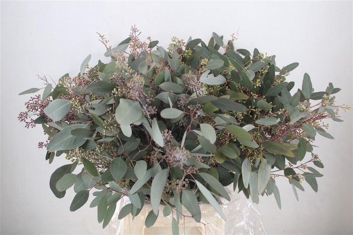 <h4>Euca Populus Berry 300gr P Bunch</h4>