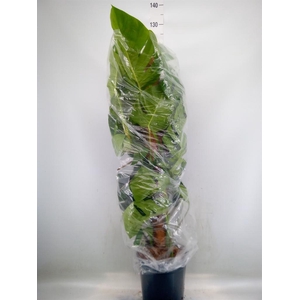 Monstera pertusum