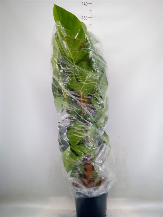 <h4>Monstera pertusum</h4>