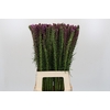 Liatris Spicata