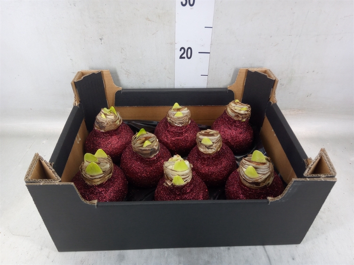 <h4>Hippeastrum   ...waxed H%</h4>