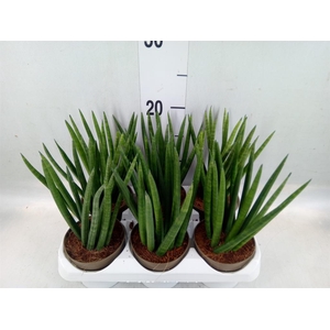 Sansevieria cyl.  ...