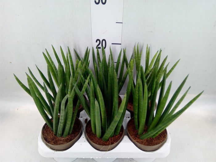 <h4>Sansevieria cyl. ...</h4>