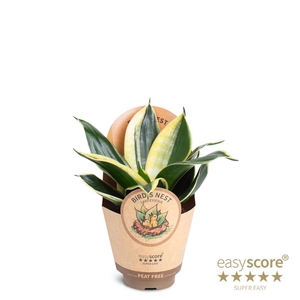 SANSEVIERIA TRIFASCIATA