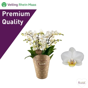 Duetto Multi wit - French Blonde 60+