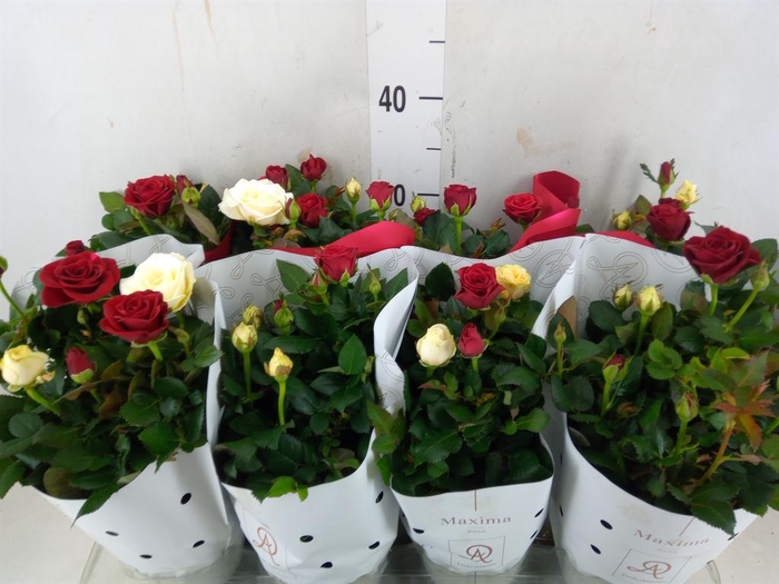 <h4>Rosa  'Amorosa'   ...mix</h4>