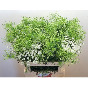 Ammi Majus