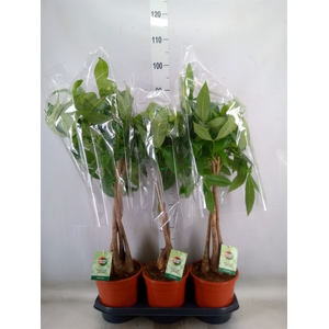Pachira aquatica