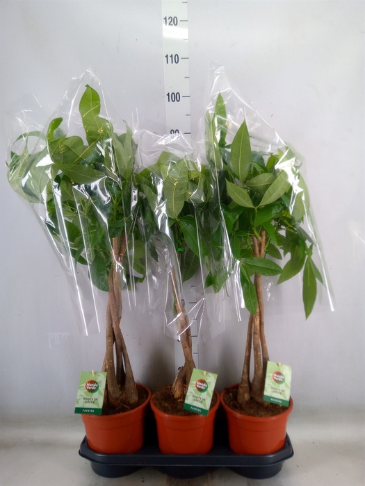 <h4>Pachira aquatica</h4>