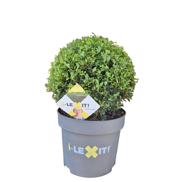<h4>Ilex crenata Dark Green, P32, Bol Ø35cm</h4>