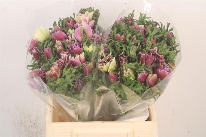 Anem Mistral Cenere X25