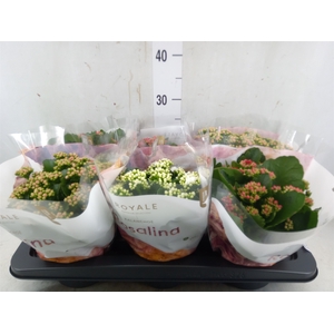 Kalanchoe blos. 'RoyalDon'   ..mix