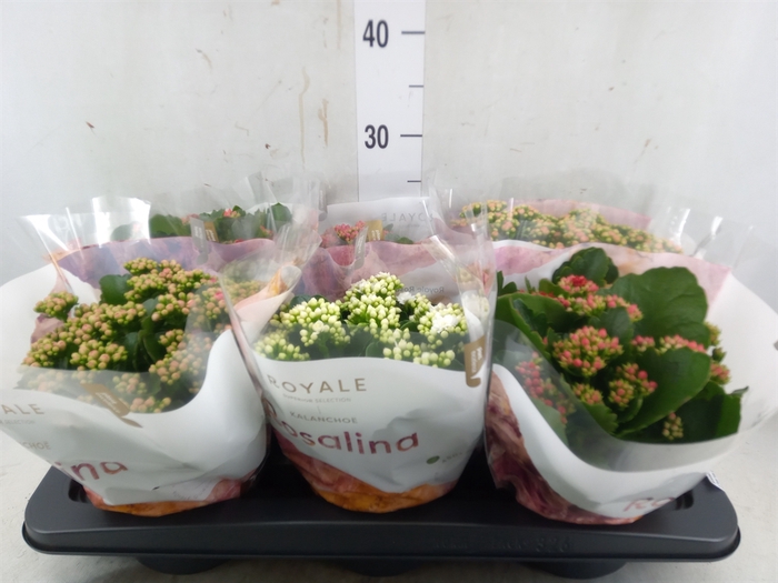 <h4>Kalanchoe blos. 'RoyalDon'   ..mix</h4>