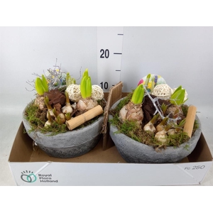 Arr.   Bol/Knolgewas L%