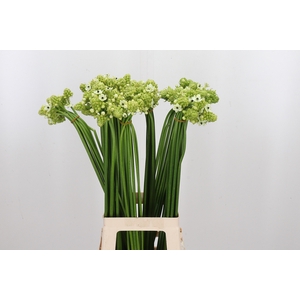 Ornithogalum Saundersiae