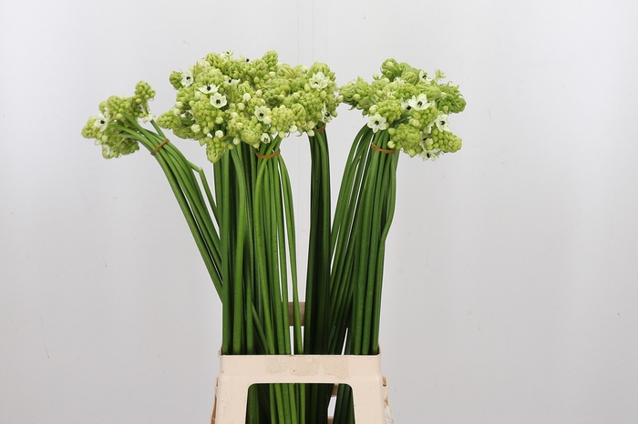 <h4>Ornithogalum Saundersiae</h4>