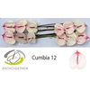 Anth. andr. 'Cumbia' x10