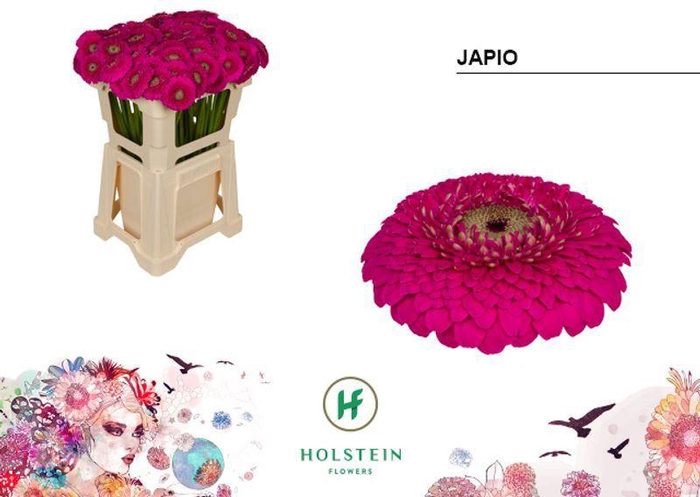 <h4>GERMINI POMPONI JAPIO</h4>