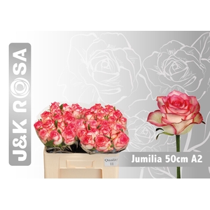 R GR JUMILIA