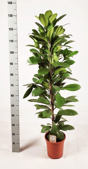 <h4>FICUS CYATHISTIPULA</h4>