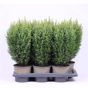 Chamaecyparis lawsoniana 'Snow White'
