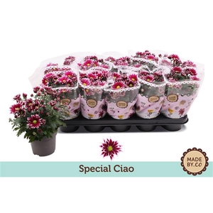 Chrysant Special Ciao