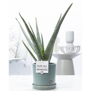 Aloe Vera in P&PURE Lauren ceramics