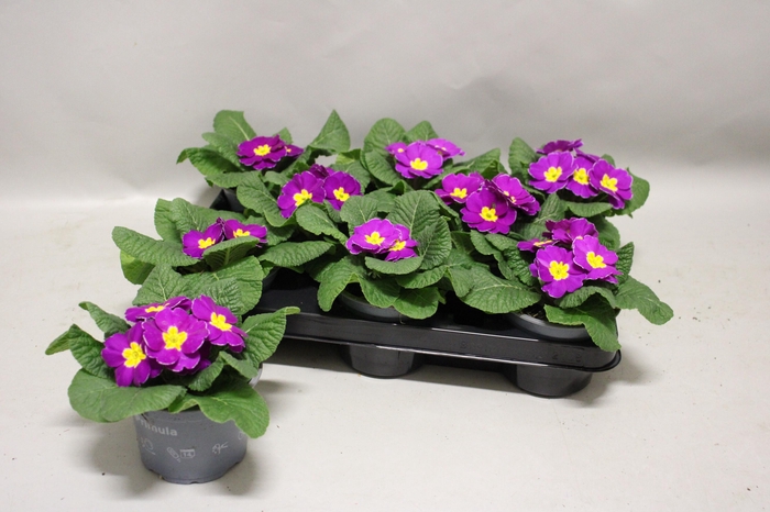 <h4>Primula acaulis Purple</h4>