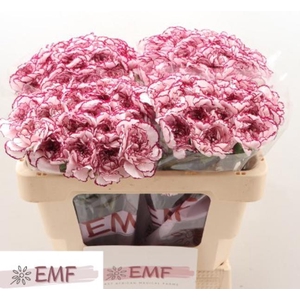 Di St Damascus EMF