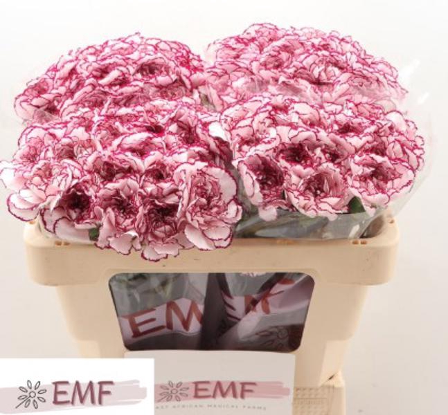 <h4>Di St Damascus EMF</h4>