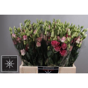 EUS G ROSI ROSE PINK