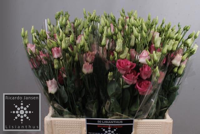 <h4>EUS G ROSI ROSE PINK</h4>