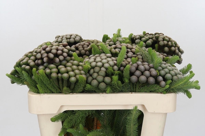 <h4>BRUN ALBIFLORA</h4>