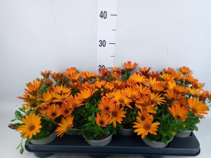 <h4>Osteospermum  'Senorita Lucia'</h4>