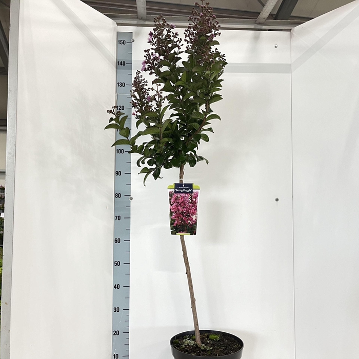 <h4>Lagerstroemia indica</h4>