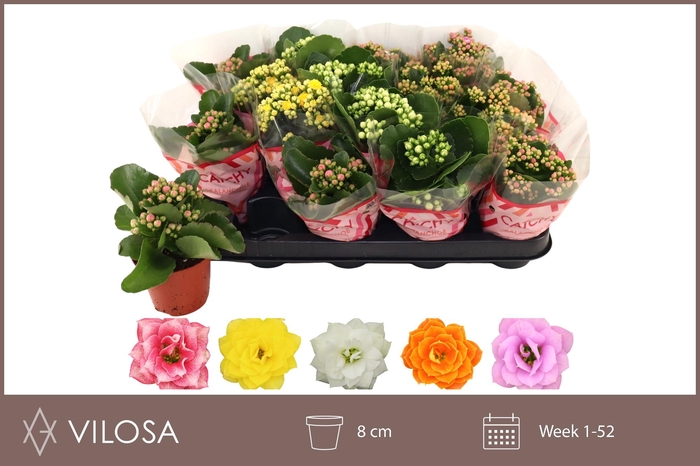 <h4>KAL GE GEM 5 KL</h4>