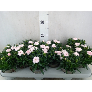 Dianthus   ...