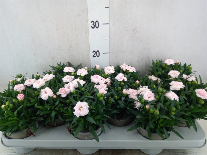 <h4>Dianthus   ...</h4>