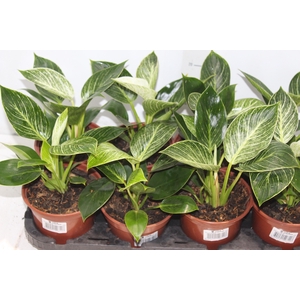 PHILODENDRON BIRKIN P15