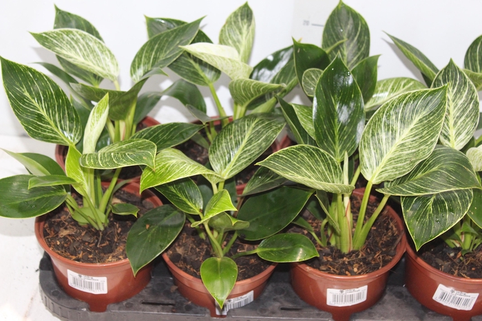 <h4>PHILODENDRON BIRKIN P15</h4>