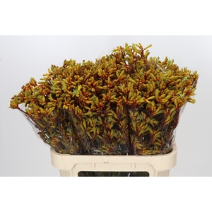 Anigozanthos Gold Fever