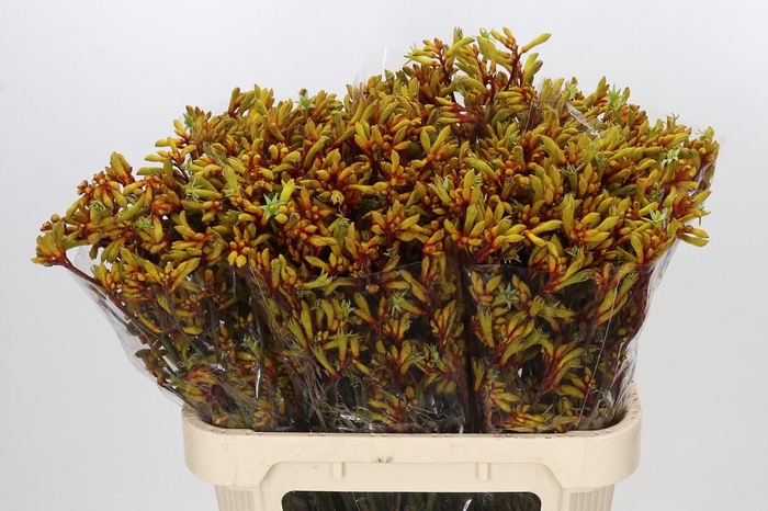 <h4>Anigozanthos Gold Fever</h4>