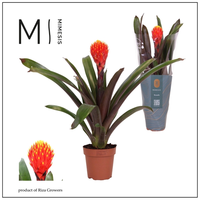 <h4>Guzmania Tala</h4>