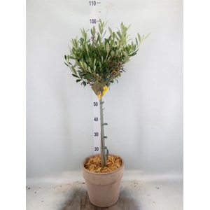 Arr. Tuinplanten H%