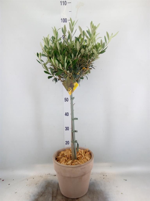 <h4>Arr. Tuinplanten H%</h4>