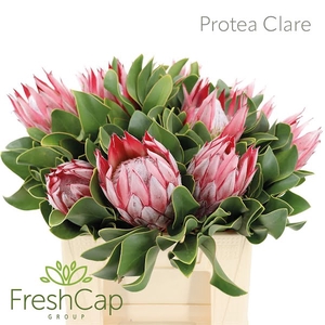 Protea Clare