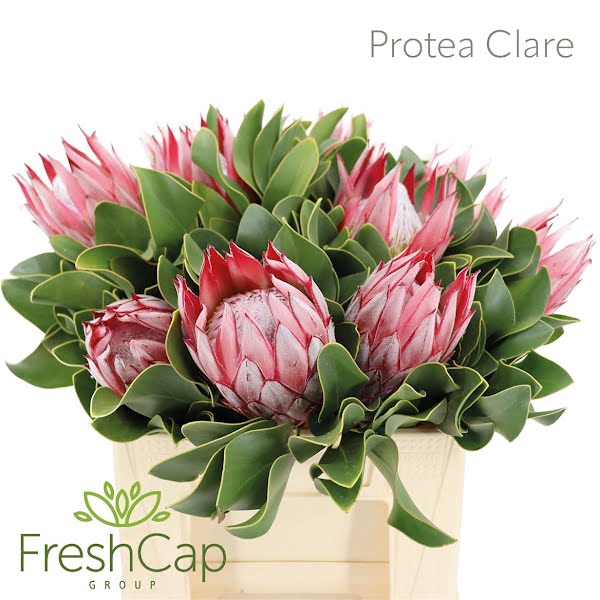 Protea Clare