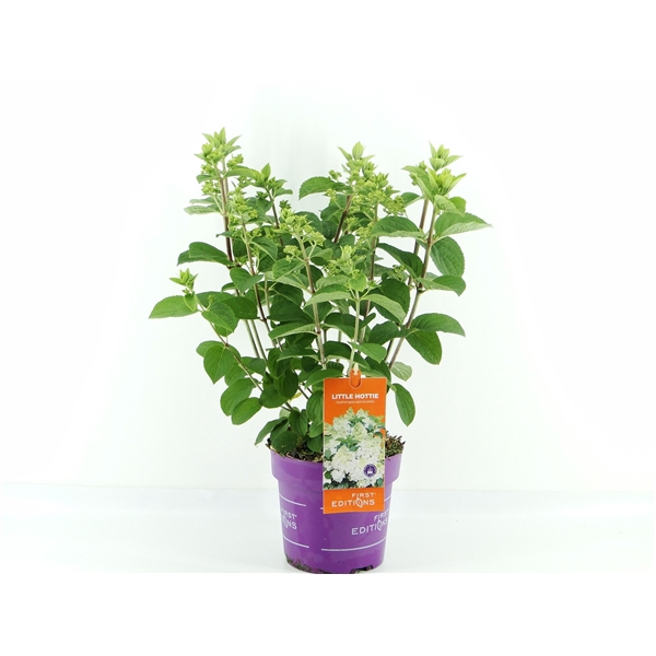 <h4>Hydrangea pan. Little Hottie (First Editions®)</h4>